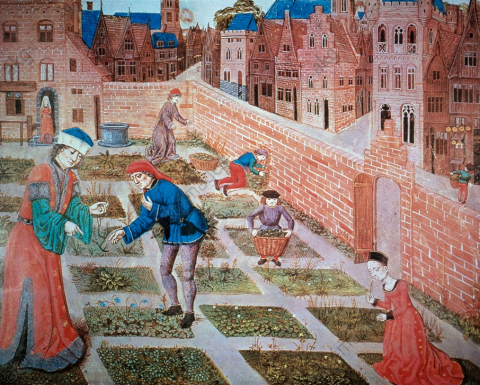 Fig. 5 : Pierre de Crescens, Opus ruralium commodorum, fol. 165r : cueilleurs, vers 1475, Londres, British Library, ms.add.19720 © British Library
